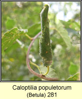 Caloptilia populetorum