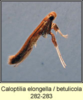 Caloptilia elongella / betulicola