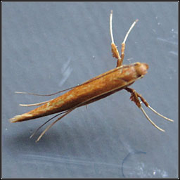 Caloptilia elongella / betulicola