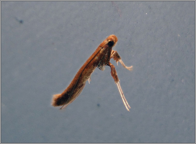 Caloptilia elongella / betulicola