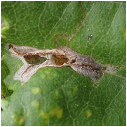 Caloptilia elongella