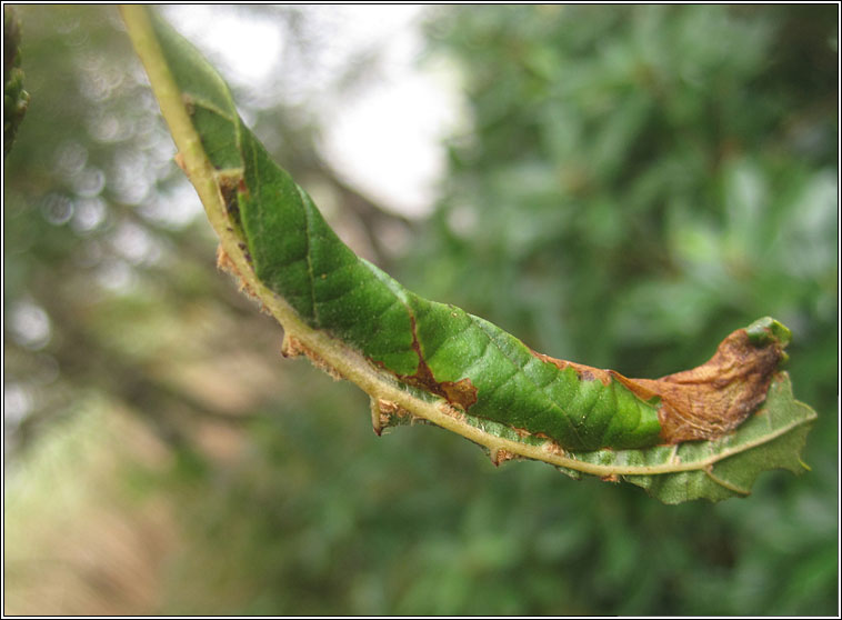 Caloptilia elongella