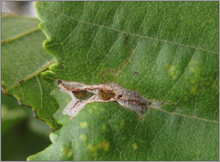 Caloptilia elongella