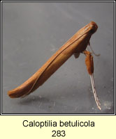 Caloptilia betulicola