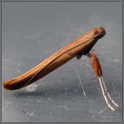 Caloptilia betulicola