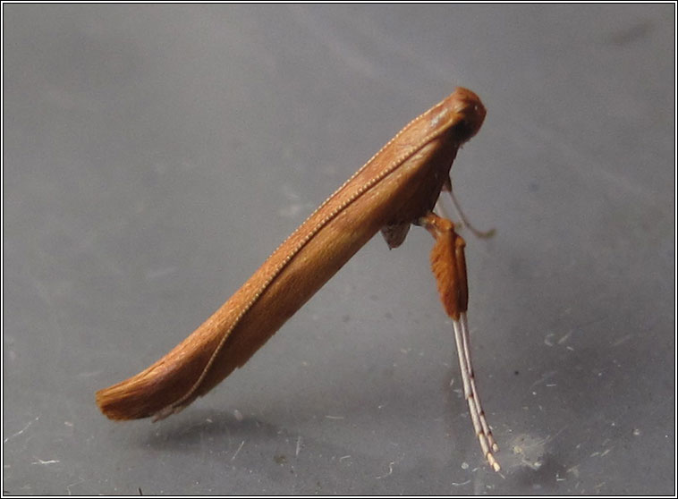 Caloptilia betulicola