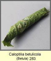 Caloptilia betulicola