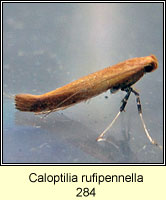 Caloptilia rufipennella