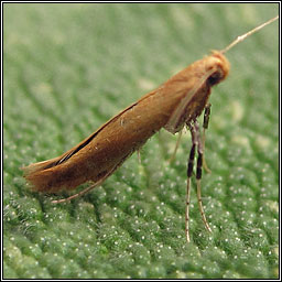 Caloptilia rufipennella