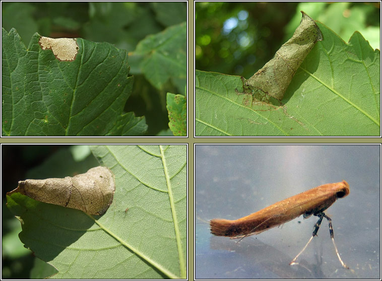 Caloptilia rufipennella