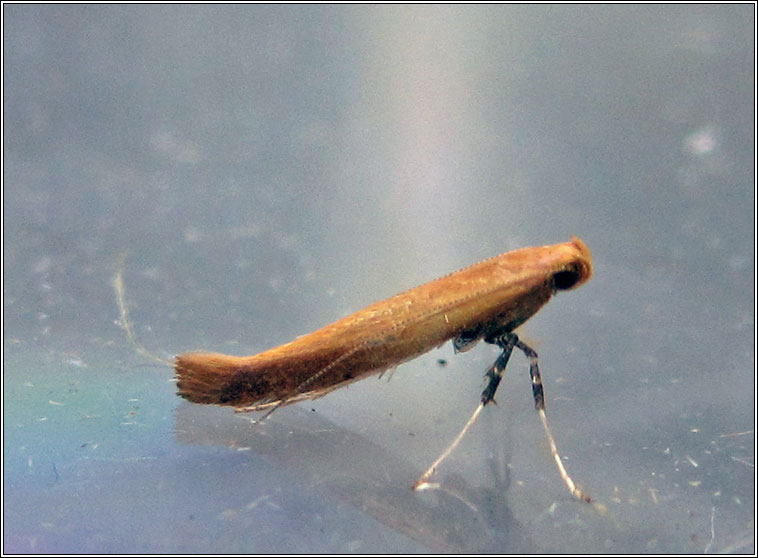 Caloptilia rufipennella