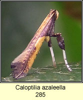 Caloptilia azaleella