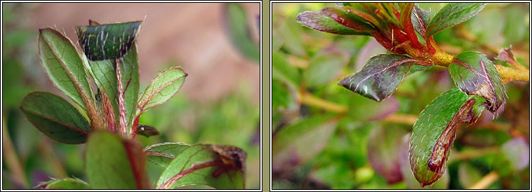 Caloptilia azaleella