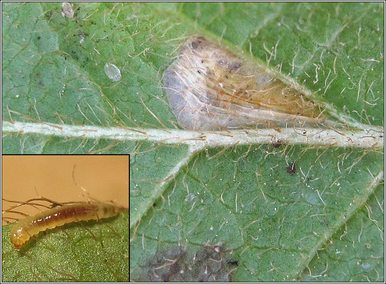 Caloptilia azaleella