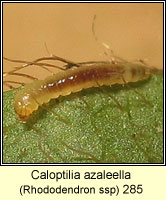 Caloptilia azaleella