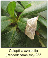 Caloptilia azaleella