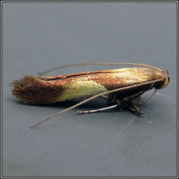 Caloptilia alchimiella / robustella