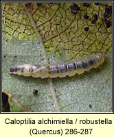 Caloptilia alchimiella / robustella (leaf mine)