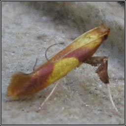 Caloptilia robustella