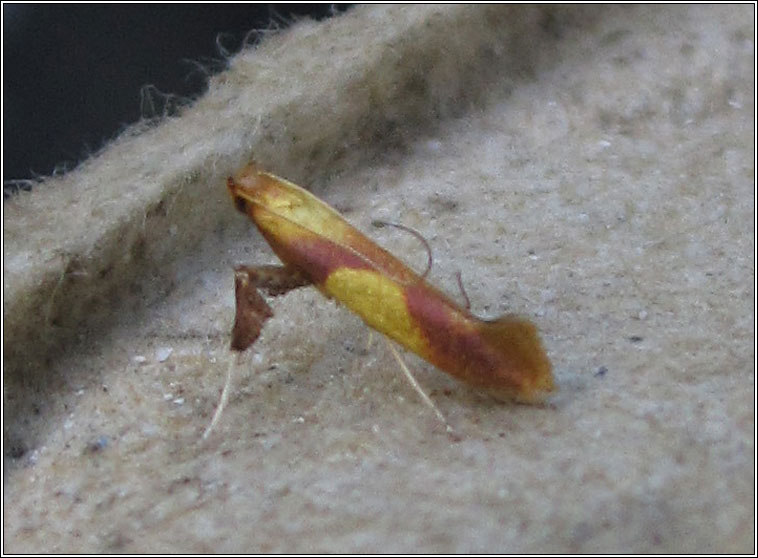 Caloptilia robustella