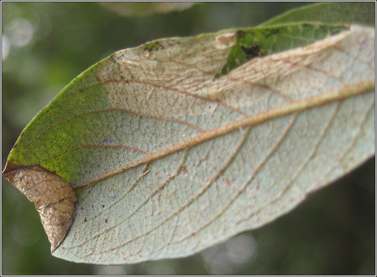 Caloptilia stigmatella