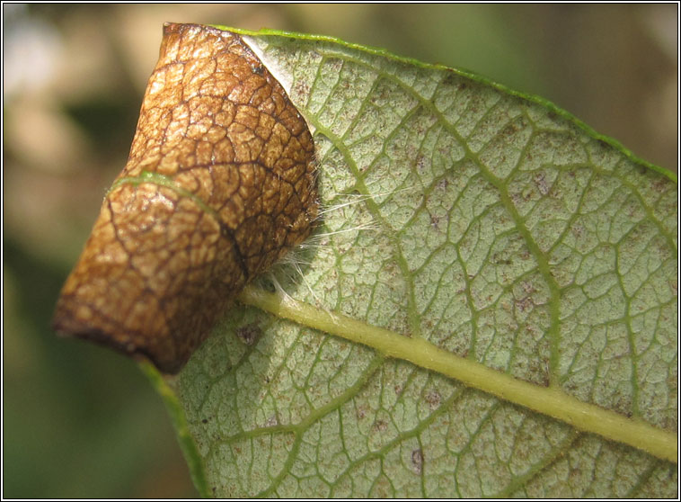 Caloptilia stigmatella