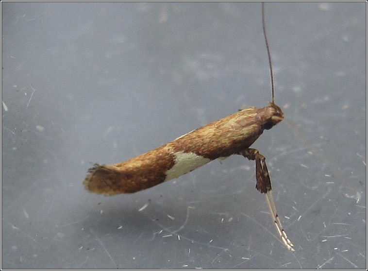 Caloptilia stigmatella