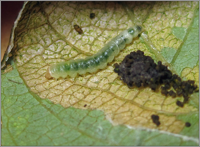 Caloptilia stigmatella