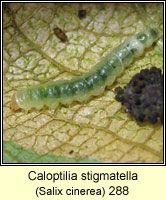 Caloptilia stigmatella