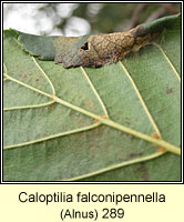 Caloptilia falconipennella