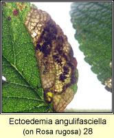 Ectoedemia angulifasciella