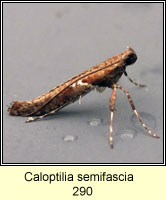 Caloptilia semifascia