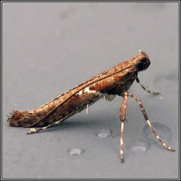 Caloptilia semifascia