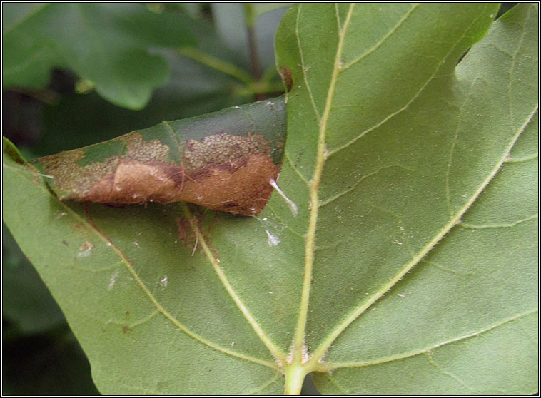 Caloptilia semifascia