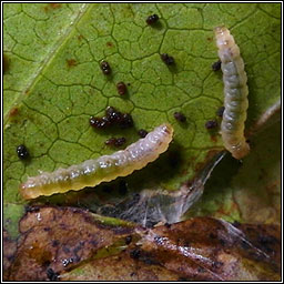 Caloptilia syringella