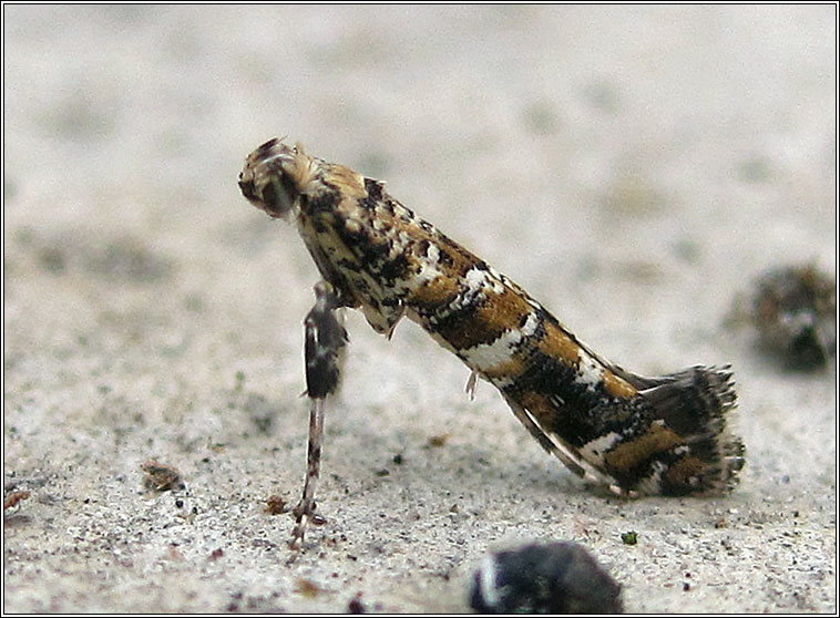 Caloptilia syringella