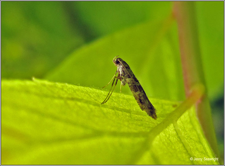 Caloptilia syringella