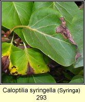 Caloptilia syringella (leaf mine)