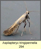 Aspilapteryx tringipennella