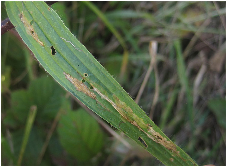 Aspilapteryx tringipennella