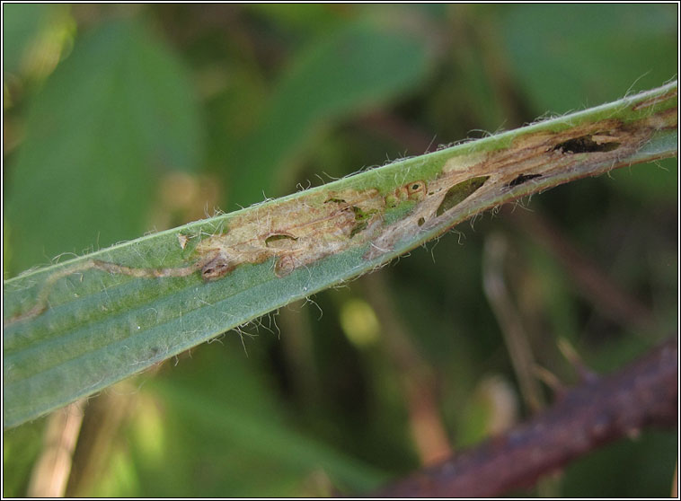 Aspilapteryx tringipennella