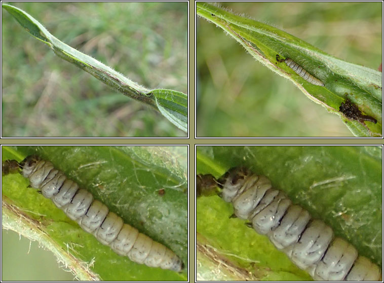 Aspilapteryx tringipennella