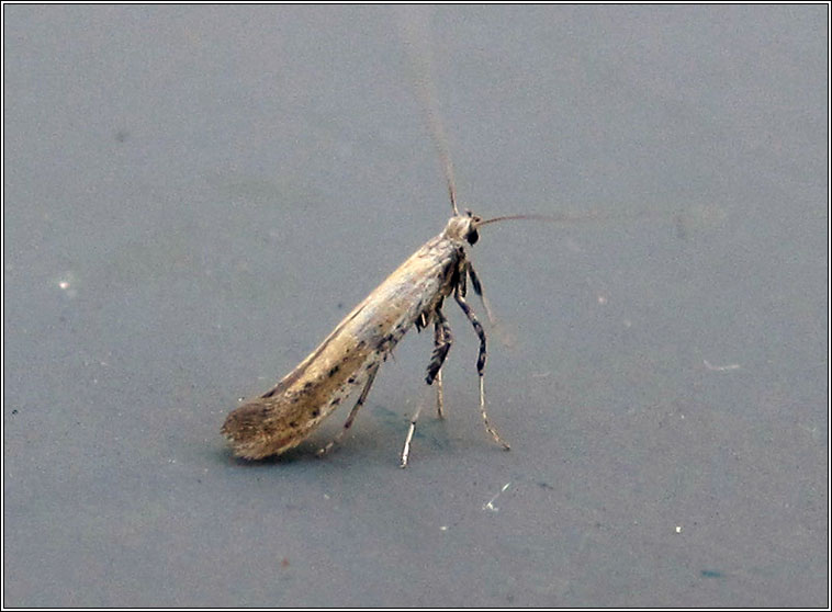 Aspilapteryx tringipennella