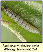 Aspilapteryx tringipennella