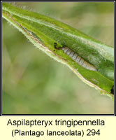 Aspilapteryx tringipennella