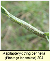 Aspilapteryx tringipennella