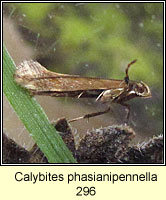 Calybites phasianipennella