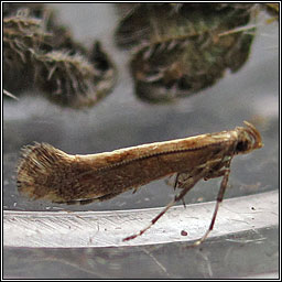 Calybites phasianipennella