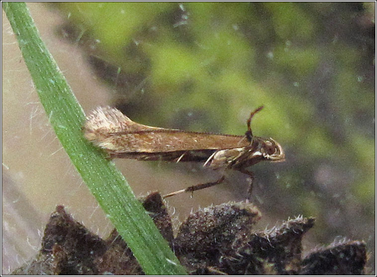 Calybites phasianipennella