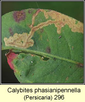 Calybites phasianipennella